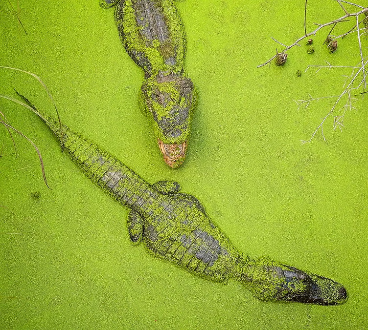 Mitigation Marketing Services