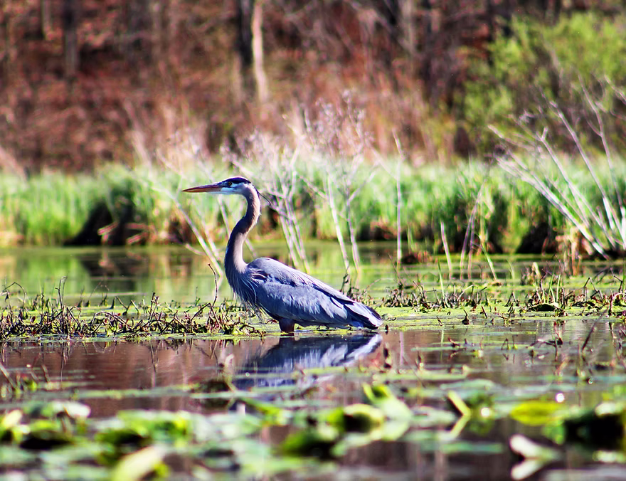 The Purchase Process